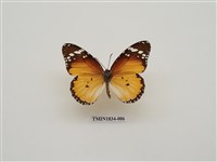 藏品(金斑蝶)的圖片